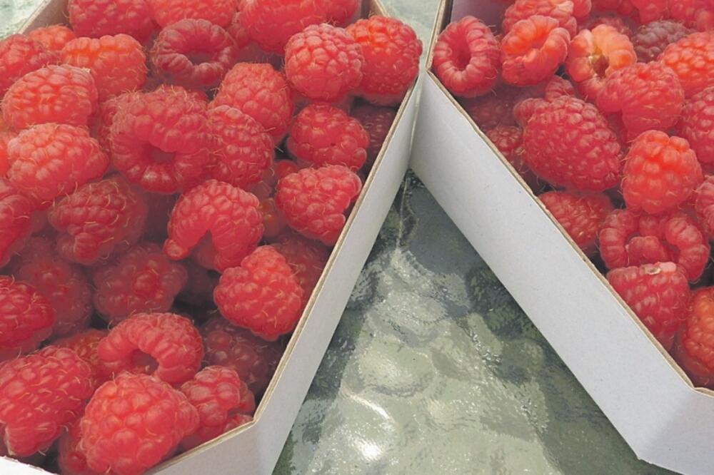 maline, Foto: Ivan Petrušić