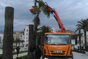 Tivat: Pokušavaju spasiti 75 velikih palmi