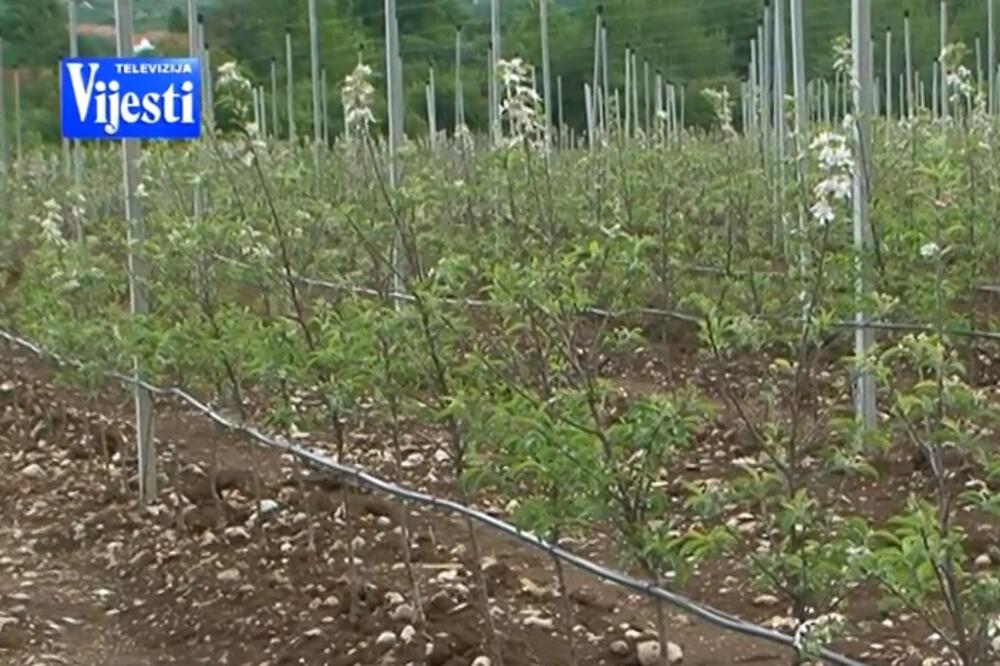 Župa, voćnjak, Foto: Screenshot (YouTube)