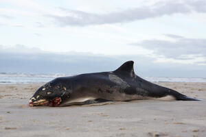 Tajland: Uginuo kit, progutao više od 80 plastičnih kesa
