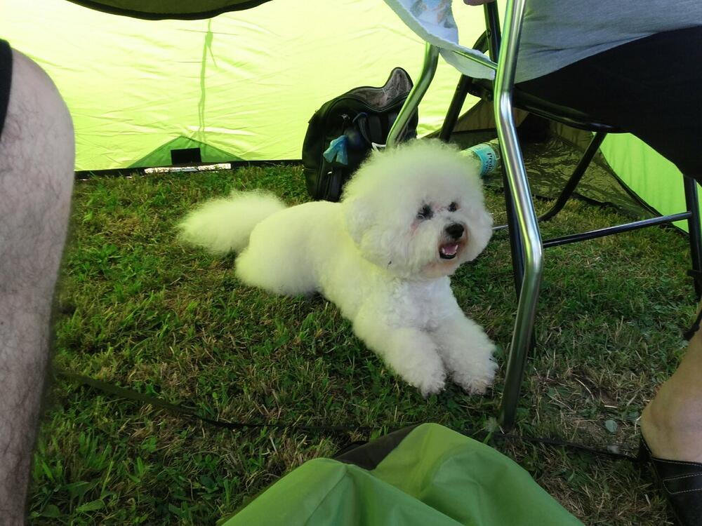 izložba pasa Berane