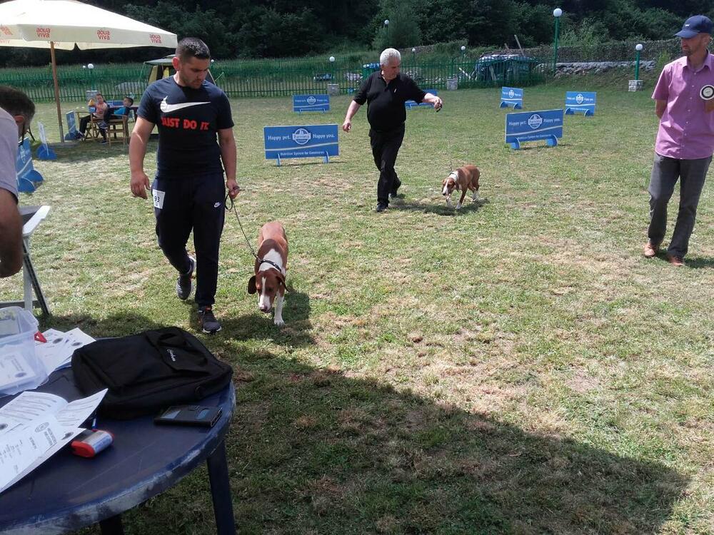 izložba pasa Berane