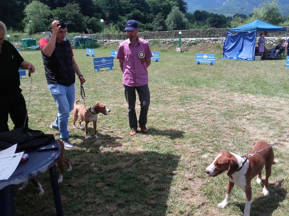 izložba pasa Berane