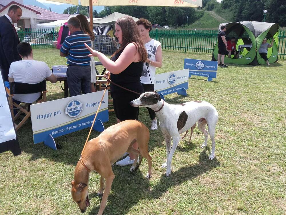 izložba pasa Berane