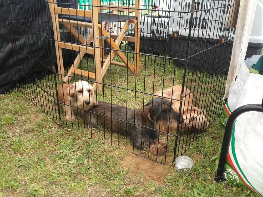 izložba pasa Berane