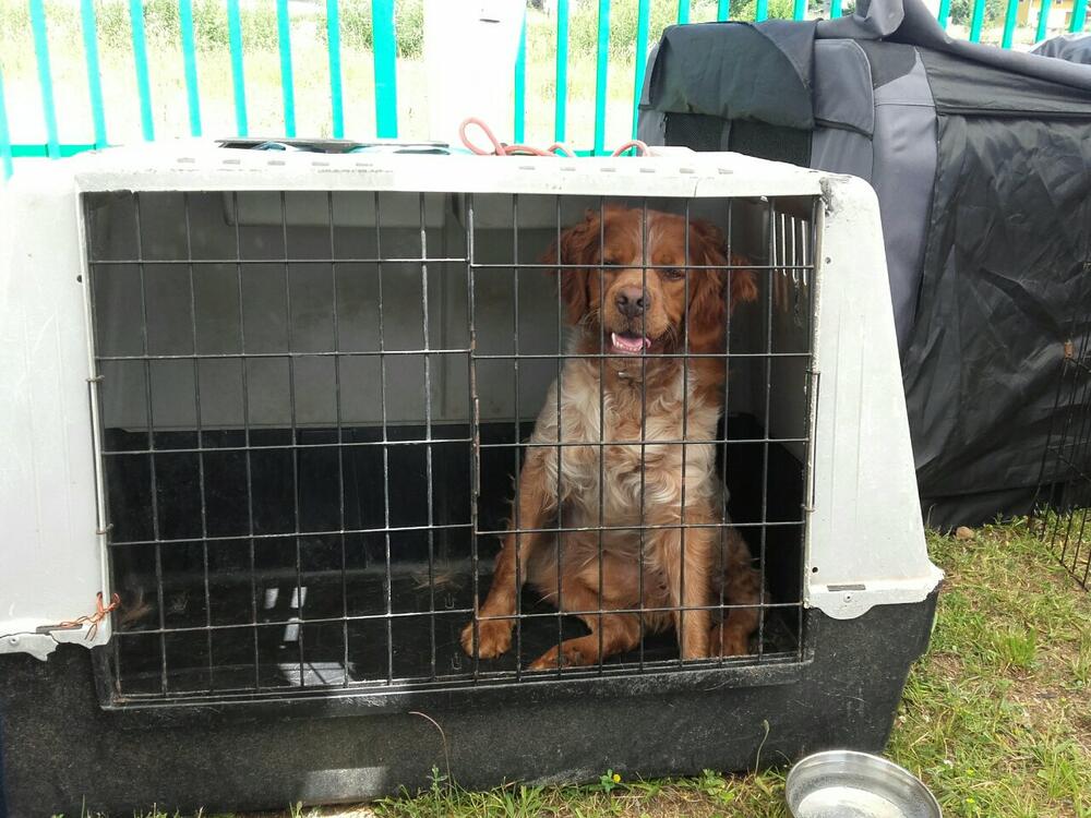 izložba pasa Berane