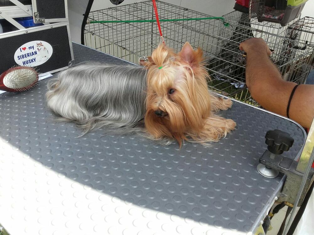 izložba pasa Berane