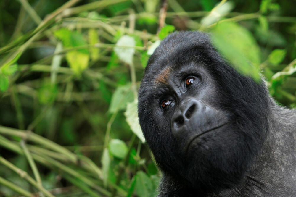planinska gorila, Foto: Reuters