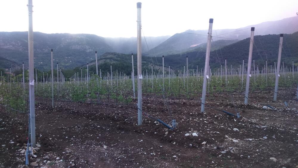 voćnjak Župa nikšićka