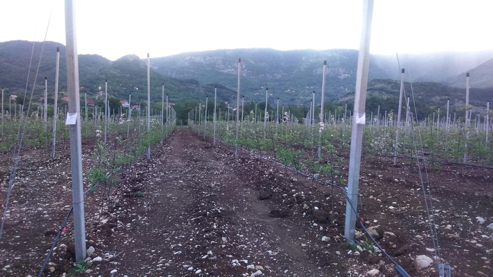 voćnjak Župa nikšićka