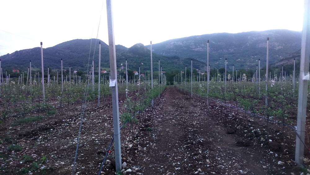 voćnjak Župa nikšićka