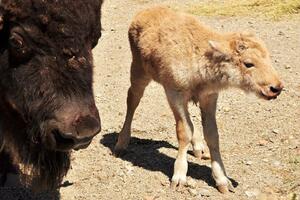 U Beogradu rođen bijeli bizon, jedan u deset miliona