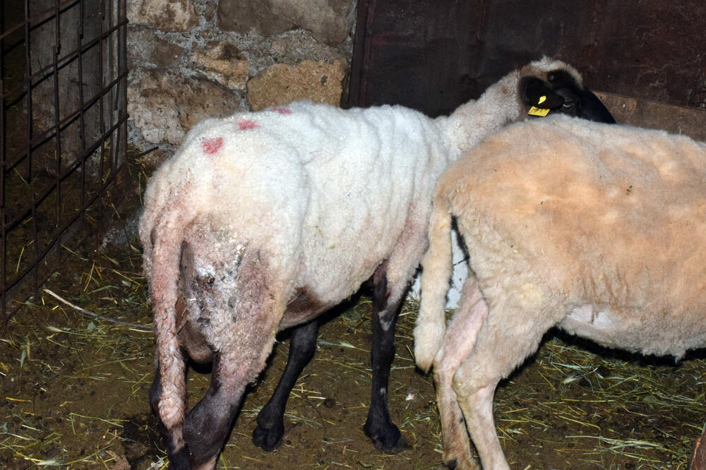 Gornji Vranići, Foto: Luka Zeković