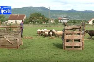 Đurišići se bave stočarstvom i zemljoradnjom: Država ne pomaže,...