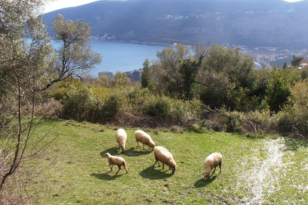 šetnja, Herceg Novi, Foto: Agencija za razvoj i zaštitu Orjena