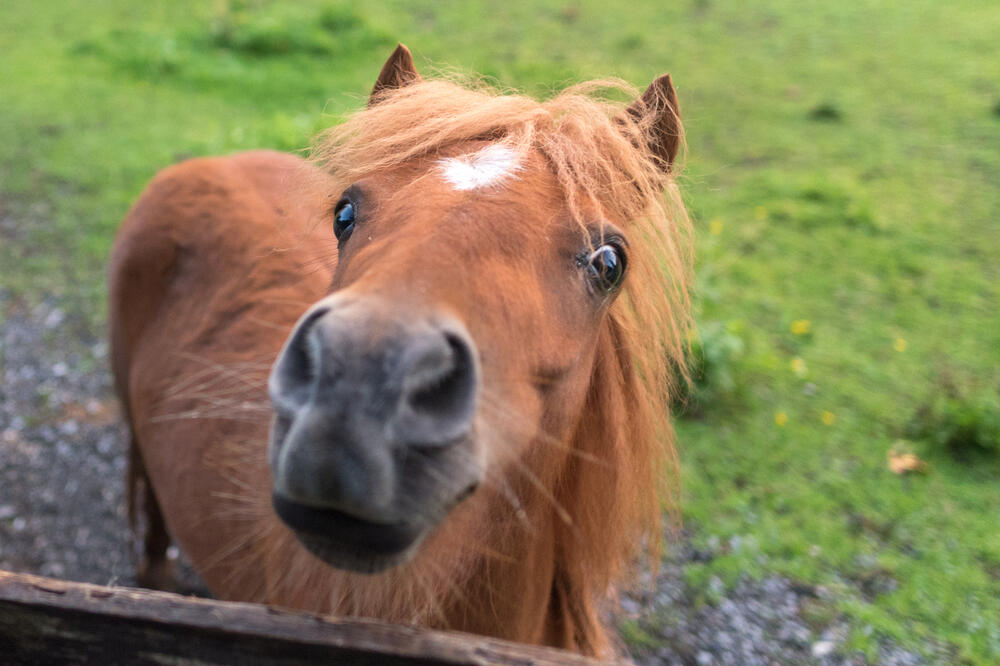 konj, Foto: Shutterstock