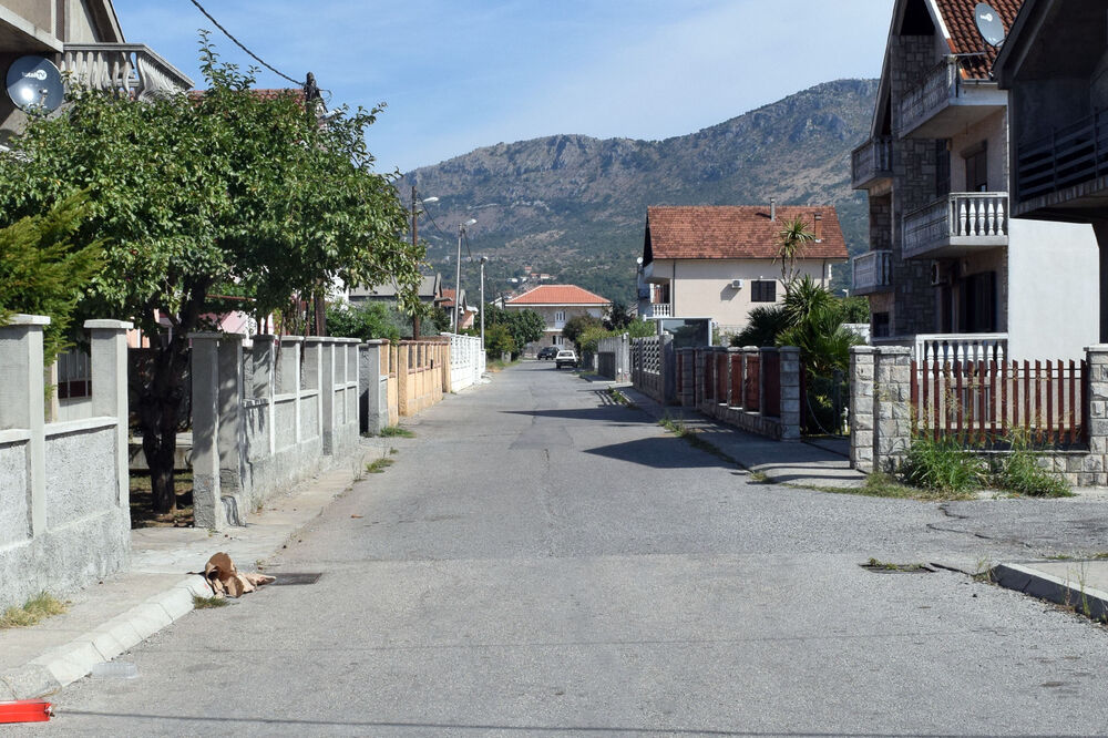 Masline, Foto: Luka Zeković