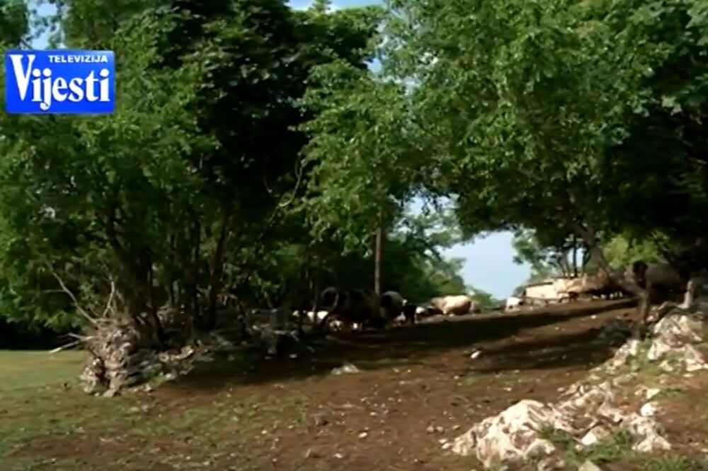 Orahovo, Foto: Screenshot (YouTube)