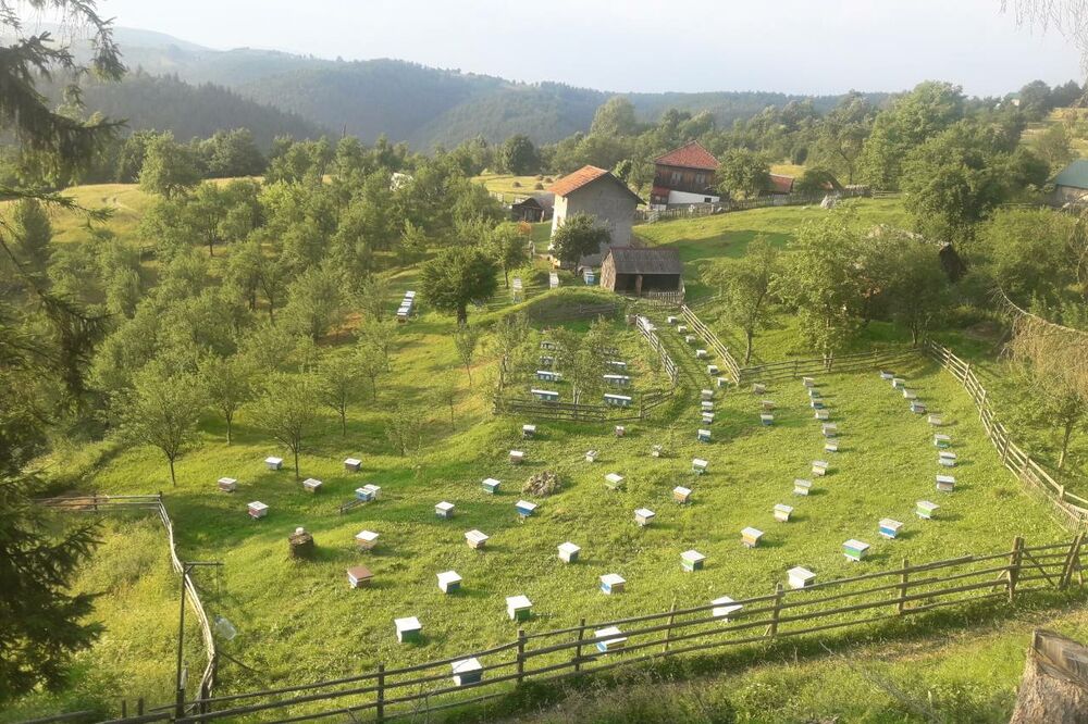 Radoslav Zečević, Foto: Goran Malidžan