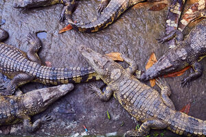 London: Na aerodromu Hitrou zaplijenjeno 50 krokodila