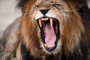 UZNEMIRUJUĆI VIDEO: Lav napao vlasnika zoo vrta naočigled...