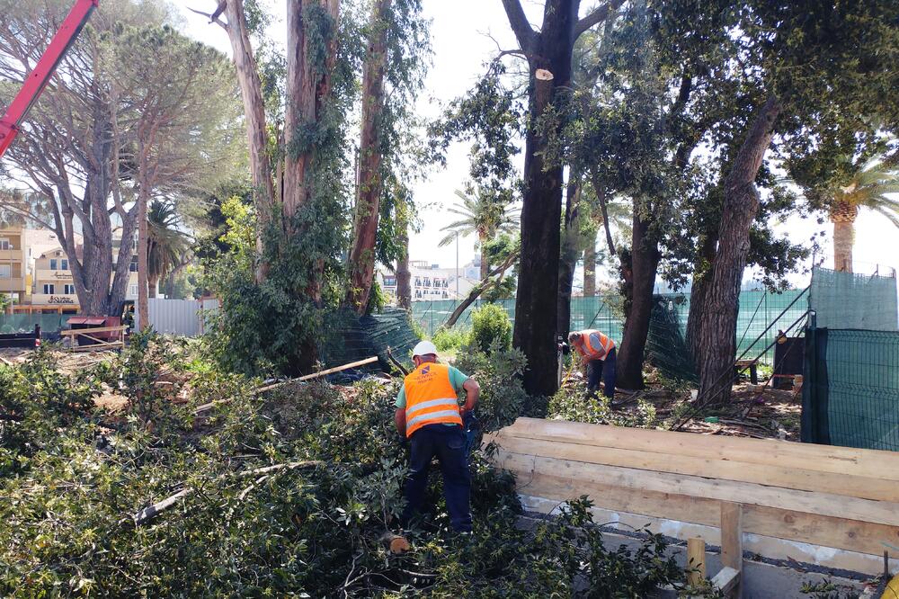 sječa stabala Tivat, Foto: Siniša Luković