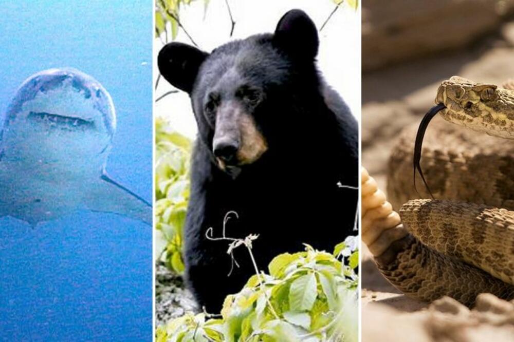 Ajkula, medvjed, zvečarka, Foto: Printscreen