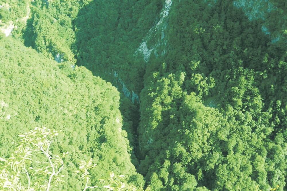 šuma, planina, Foto: Arhiva Vijesti