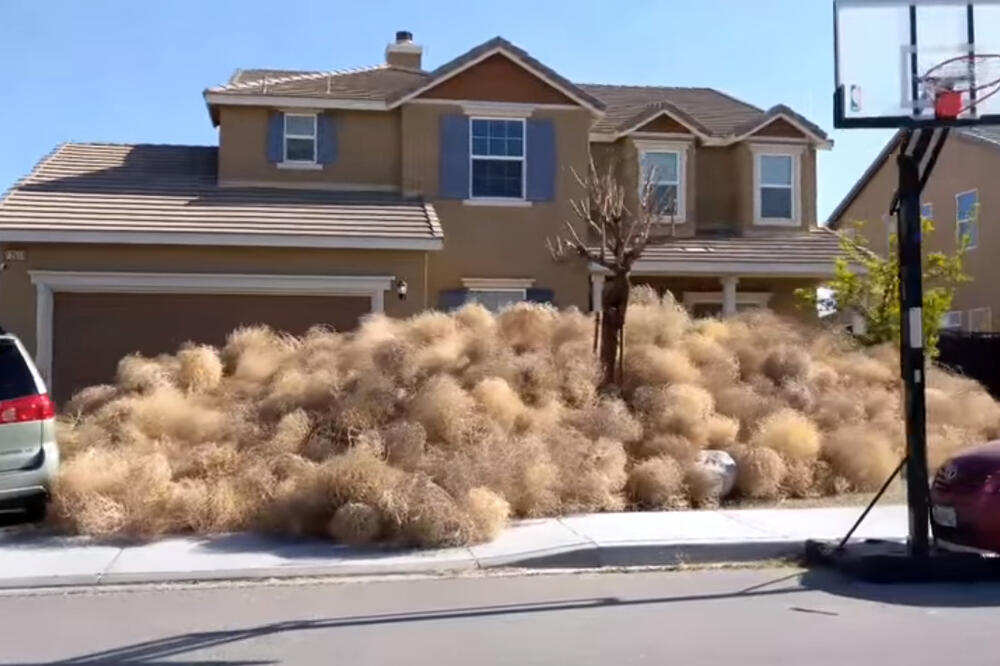 Viktorvil, kotrljajuće žbunje, Foto: Screenshot (Youtube)