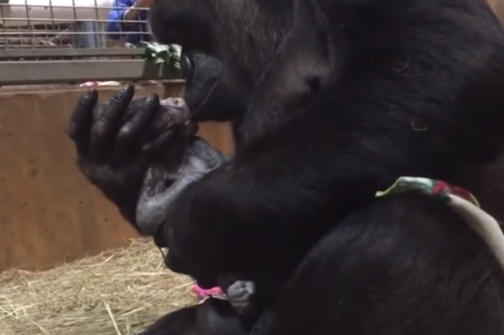 Gorila rođenje, Foto: Screenshot (Youtube)