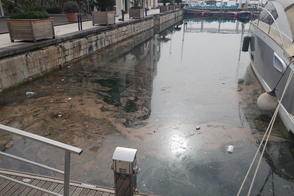 zagađenje mora, Tivat, Foto: Siniša Luković