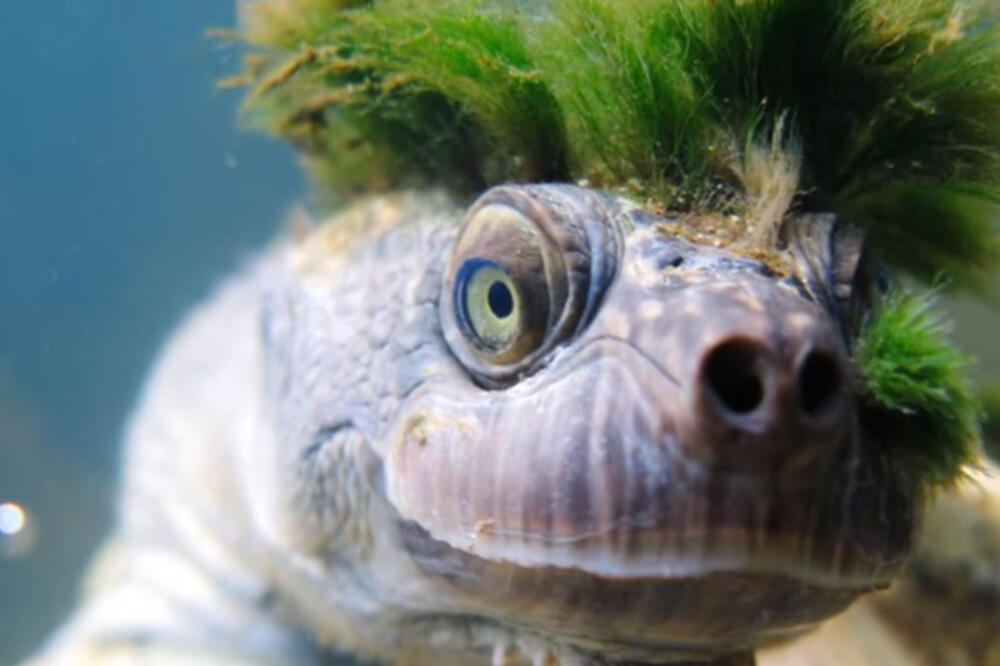 pank kornjača, Foto: Screenshot (Youtube)