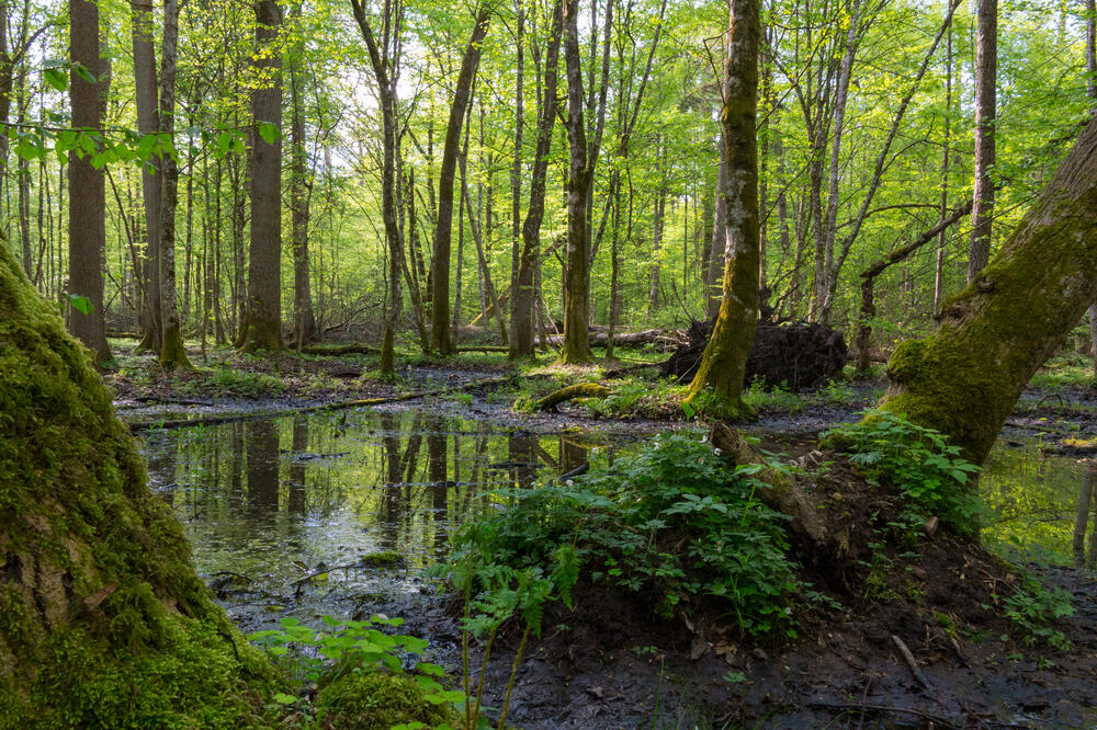 Bjalovješka prašuma, Foto: Shutterstock