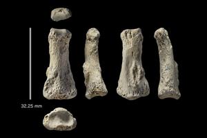 Otkriven fosil prsta u Saudijskoj Arabiji: Daje nove podatke o...