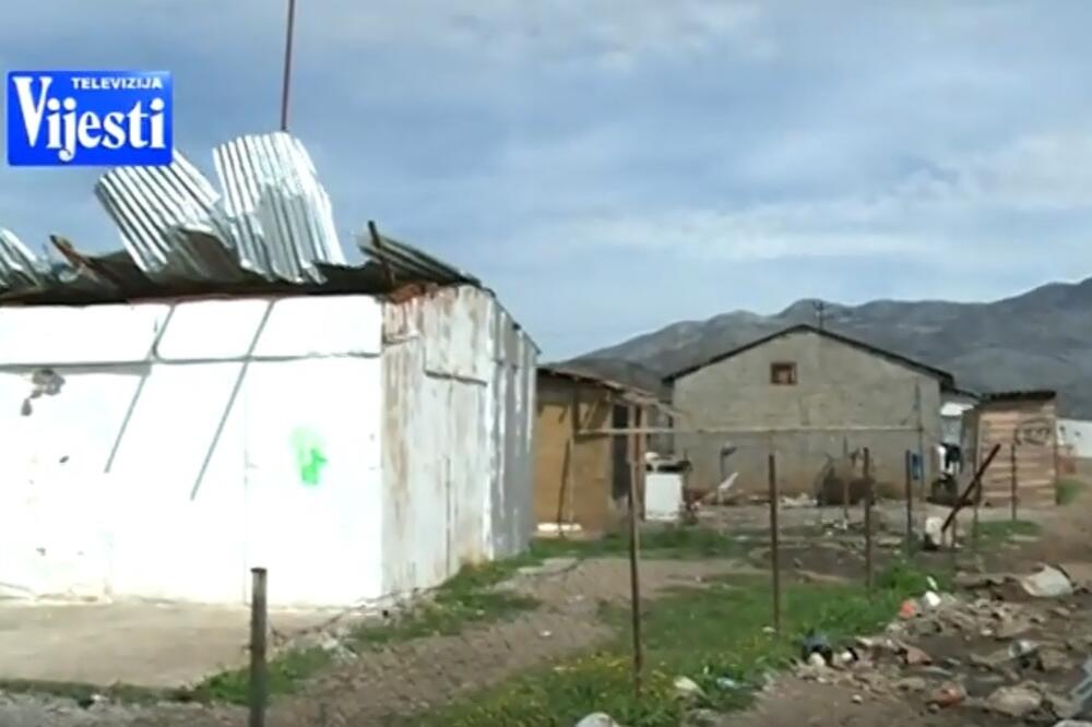 Vrela ribnička, Foto: Screenshot (YouTube)