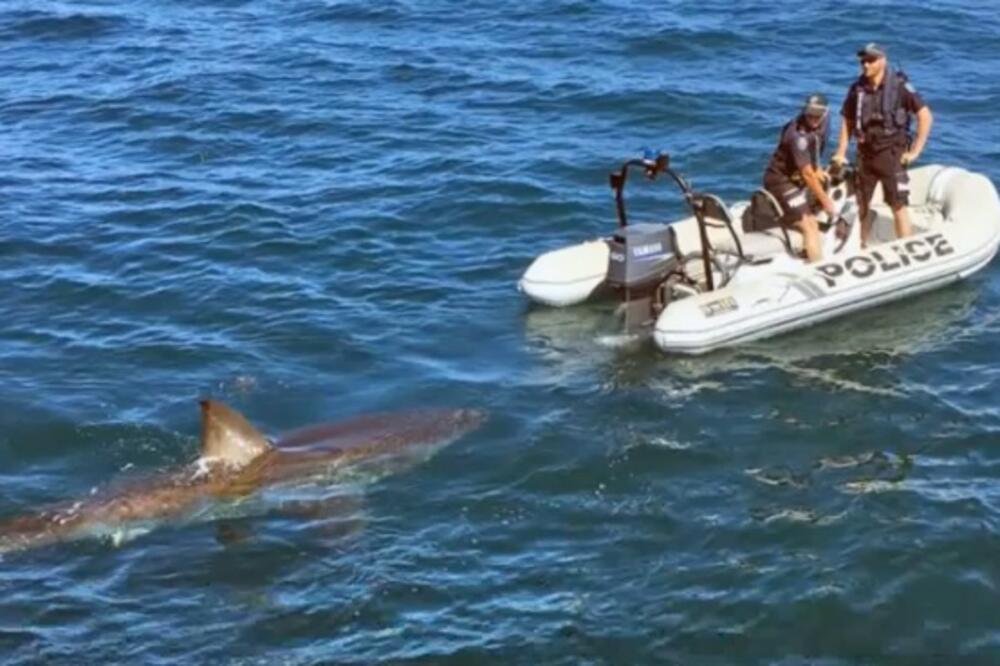 Velika bijela ajkula, Foto: Printscreen