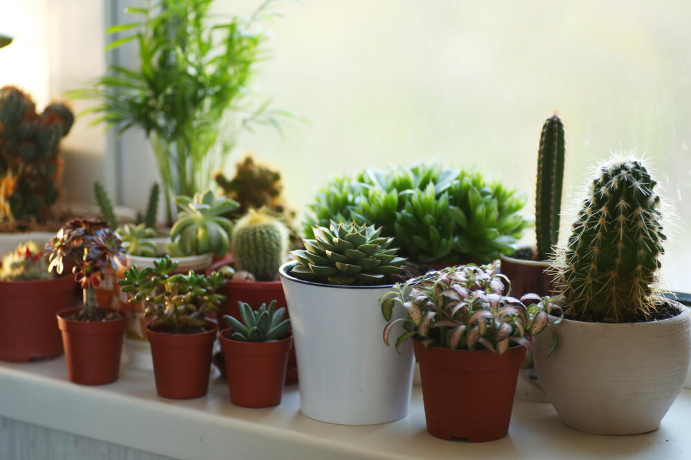 biljke, sobno cvijeće, Foto: Shutterstock