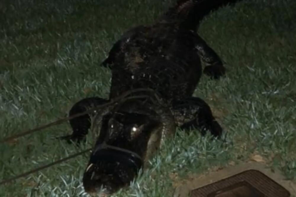 aligator, Foto: Screenshot (Facebook)