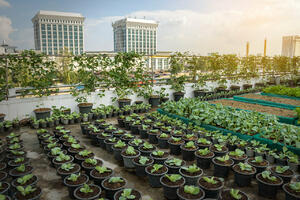 Vijesti VIDEO: Urbana poljoprivreda