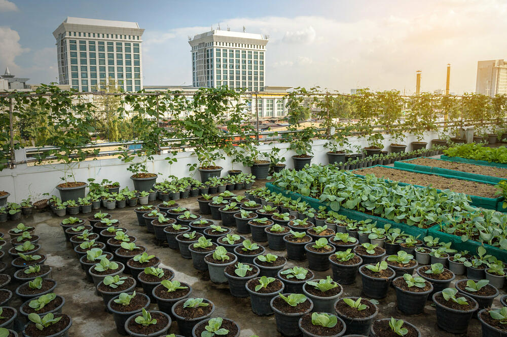 urbana poljoprivreda, Foto: Shutterstock (Ilustracija)