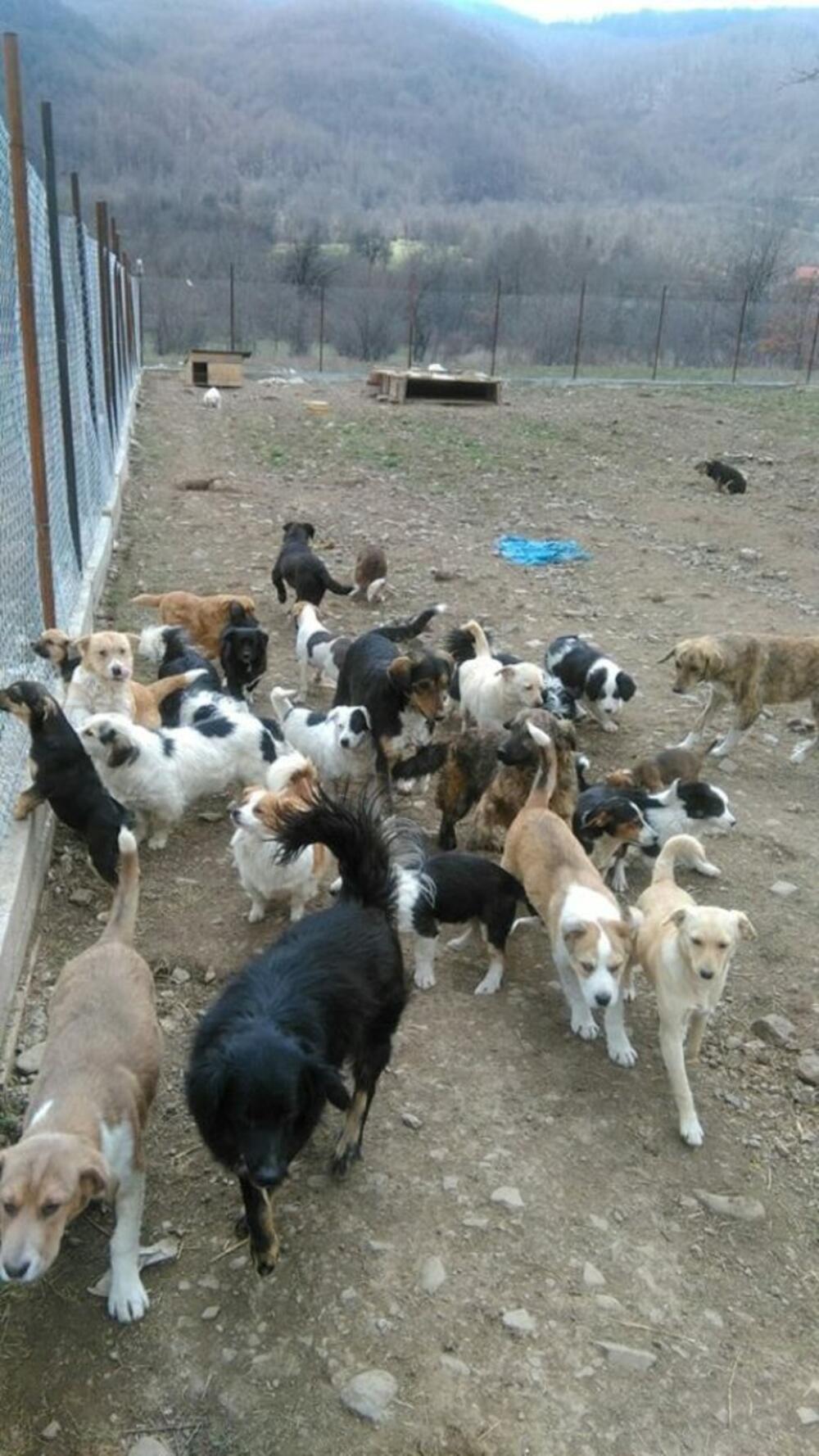 Azil za pse Kolašin