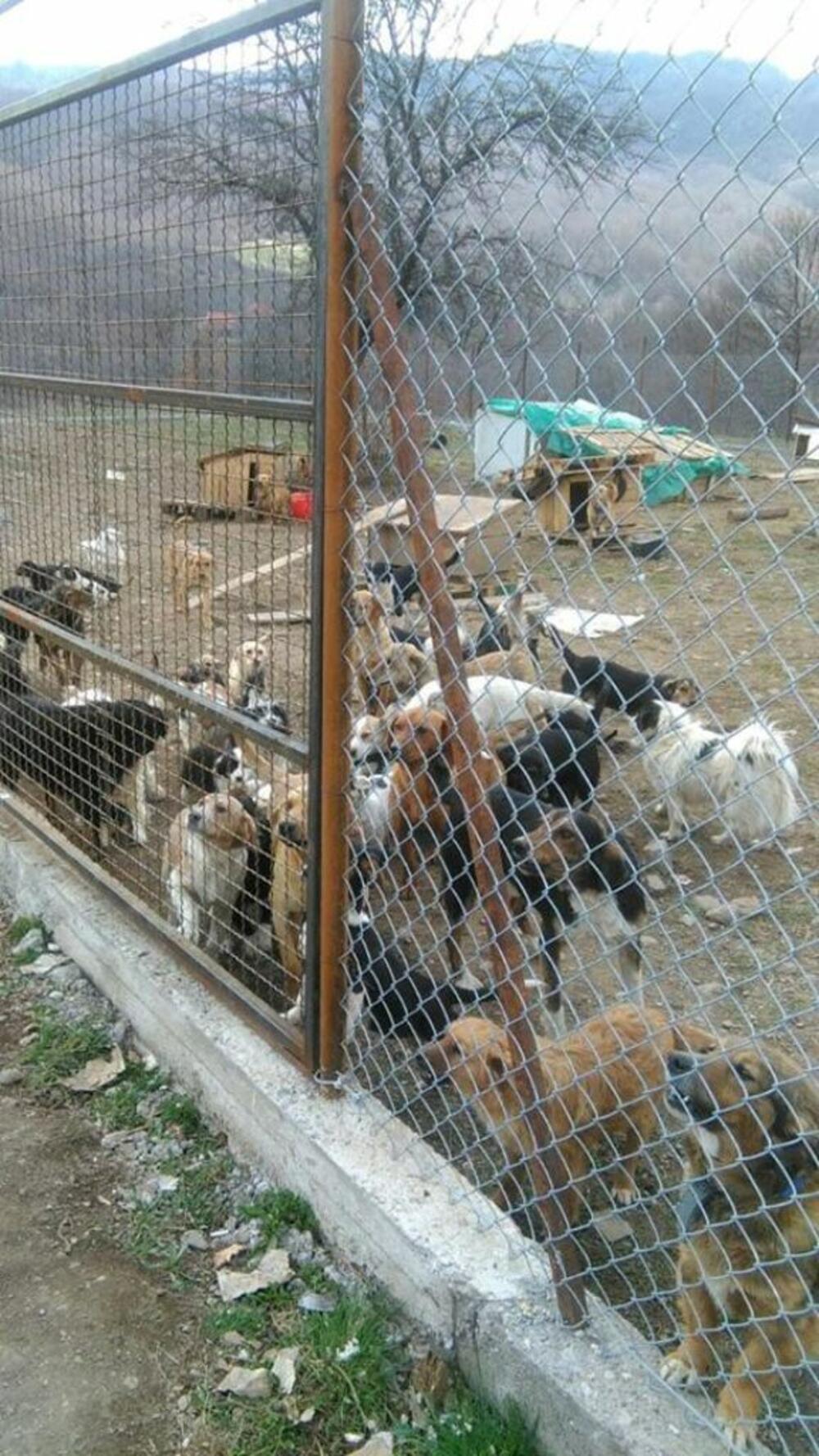 Azil za pse Kolašin