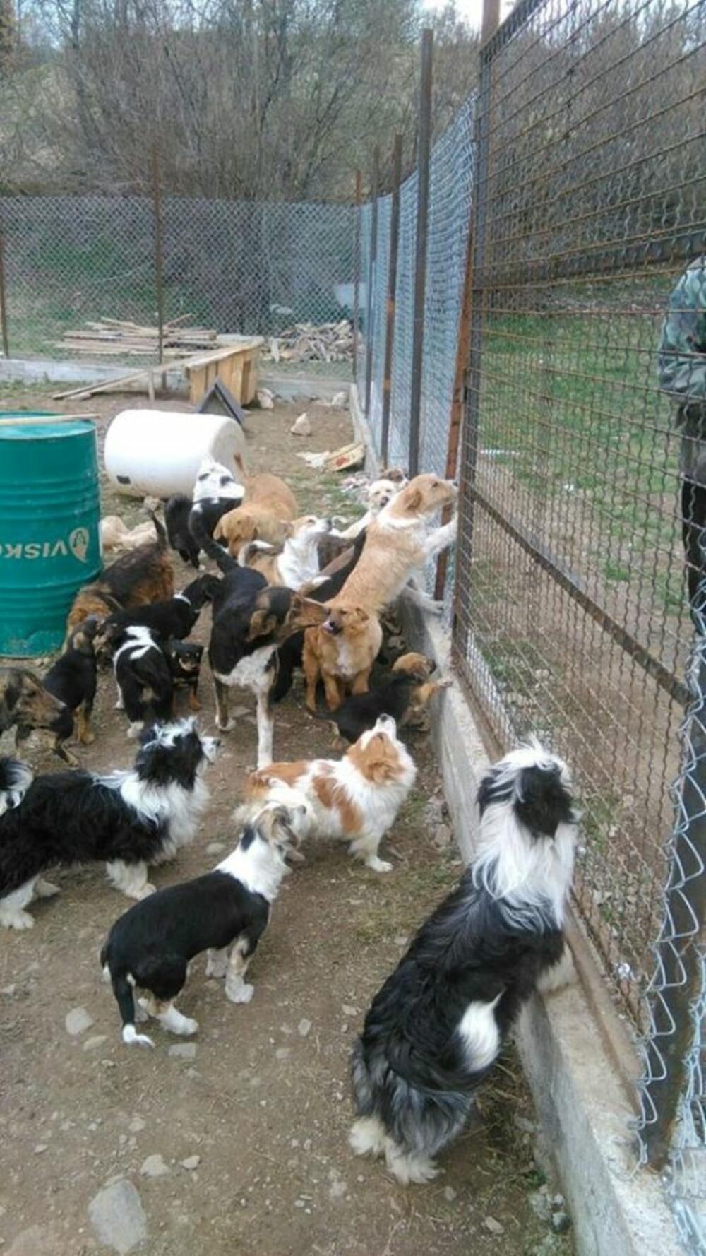 Azil za pse Kolašin