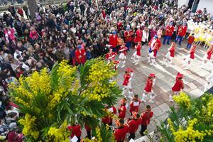Inicijativa Opštine Herceg Novi: Obnoviti fond mimoze