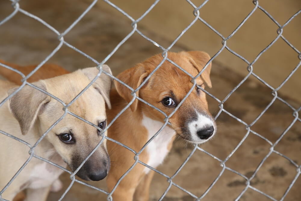 Azil za pse, psi, Foto: Shutterstock