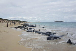 Više od 150 kitova se nasukalo u Australiji