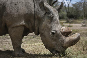 Uginuo posljednji mužjak sjevernog bijelog nosoroga