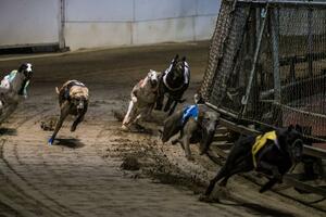 Prolazi zlatno doba za trke pasa u Makau: "Mladi ljudi ne vole...