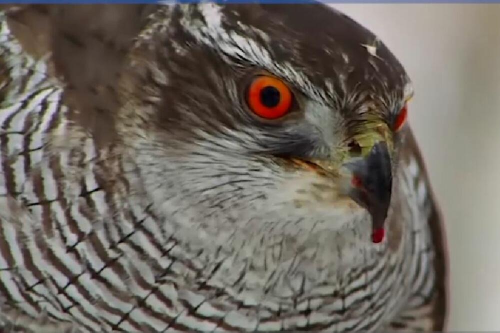 ptice kremlja, Foto: Printscreen