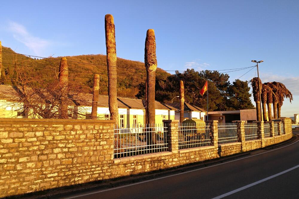 Palmin surlaš, Foto: Siniša Luković